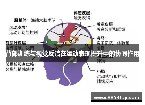 背部训练与视觉反馈在运动表现提升中的协同作用